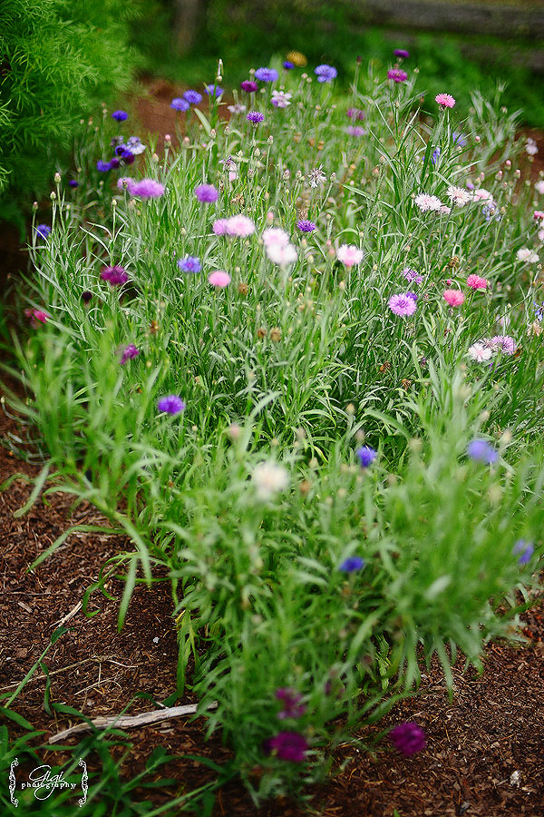 How To Dry Lavender From Your Garden - Get Busy Gardening